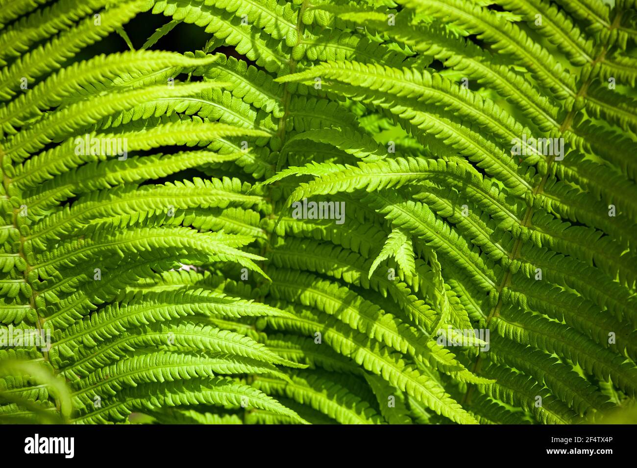 Fern texture background hi-res stock photography and images - Alamy