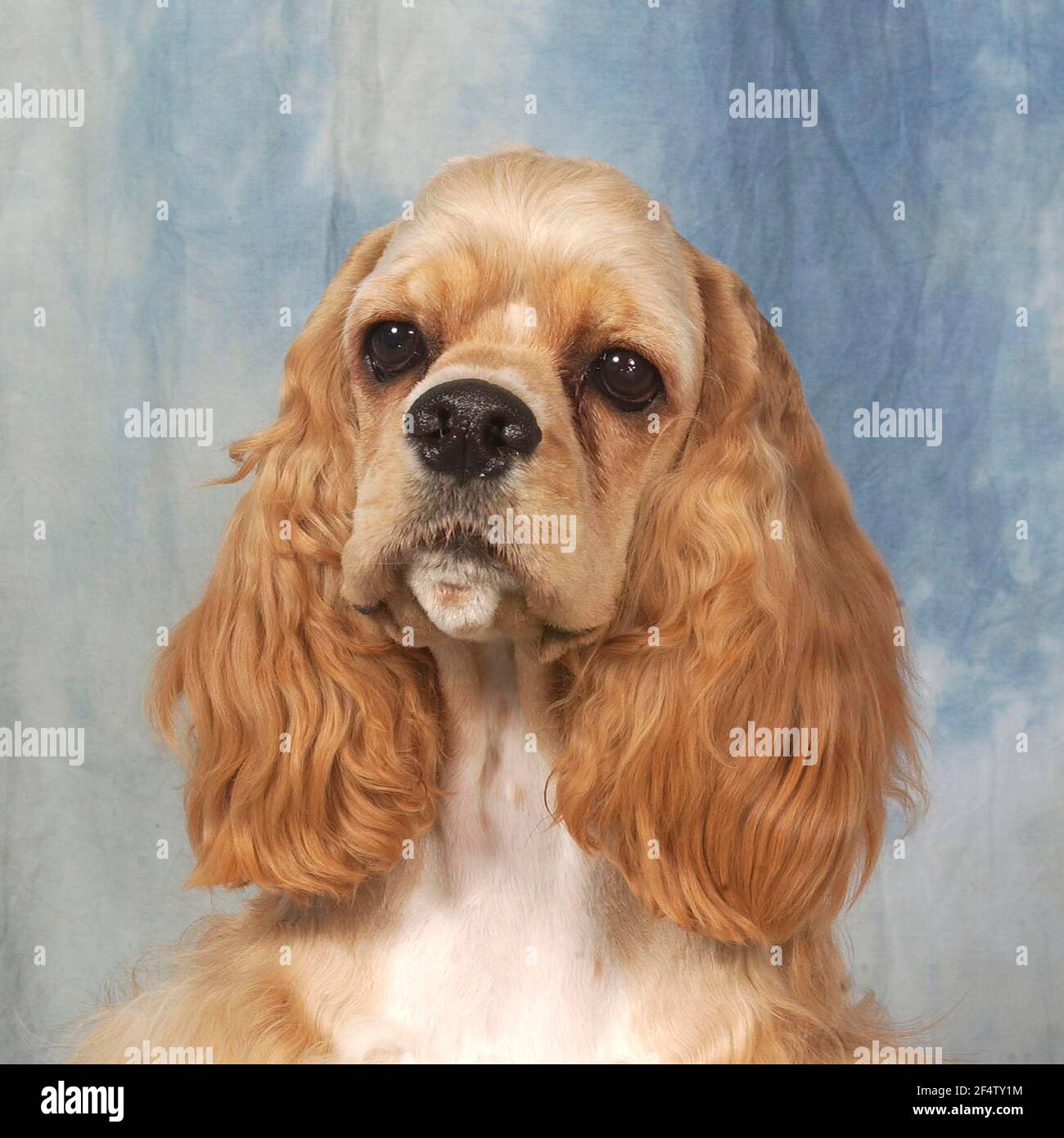 cocker spaniel (American Stock Photo - Alamy