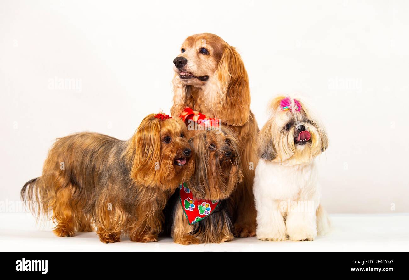 Cocker Spaniel Yorkshire Terrier and Shih Tzu Group of dogs