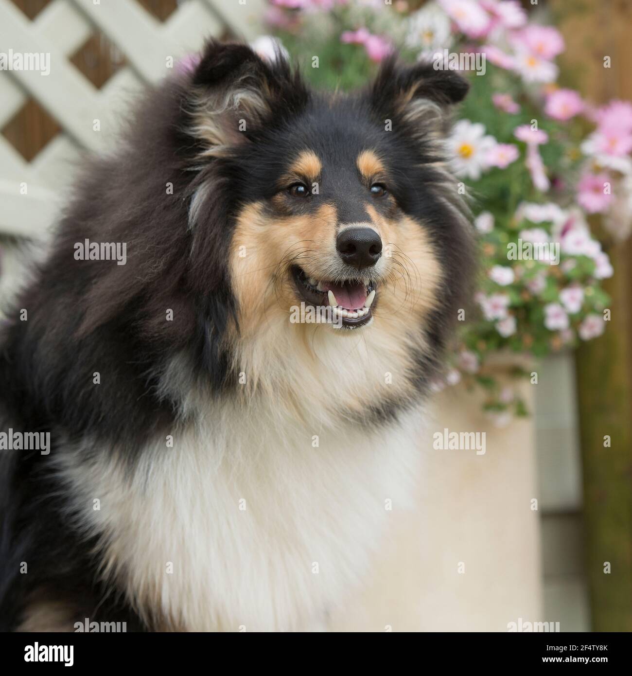 Rough Collie, lassie, Dog Stock Photo - Alamy