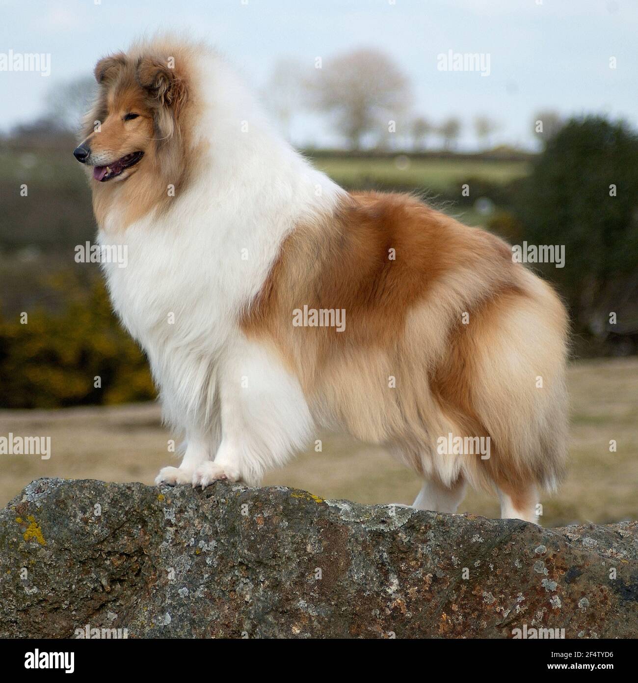 Rough 'Lassie' Collie, Rough Collie Dog laying down for por…