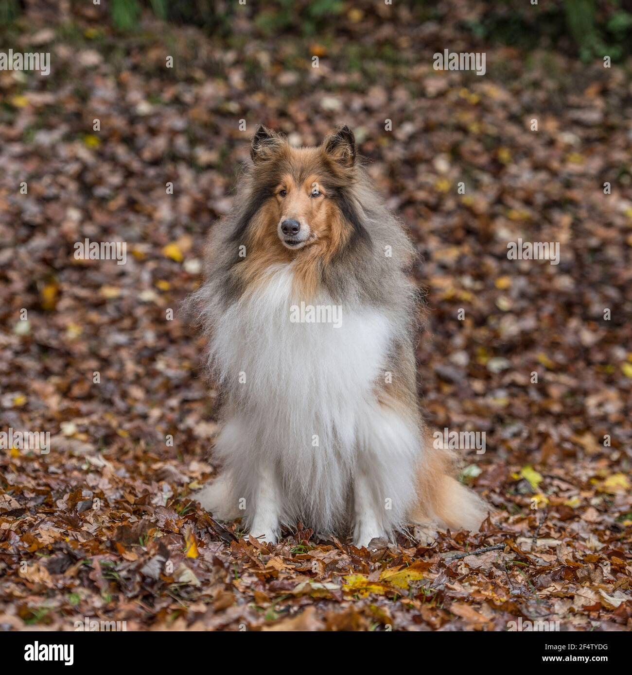 Rough Collie, lassie, Dog Stock Photo - Alamy