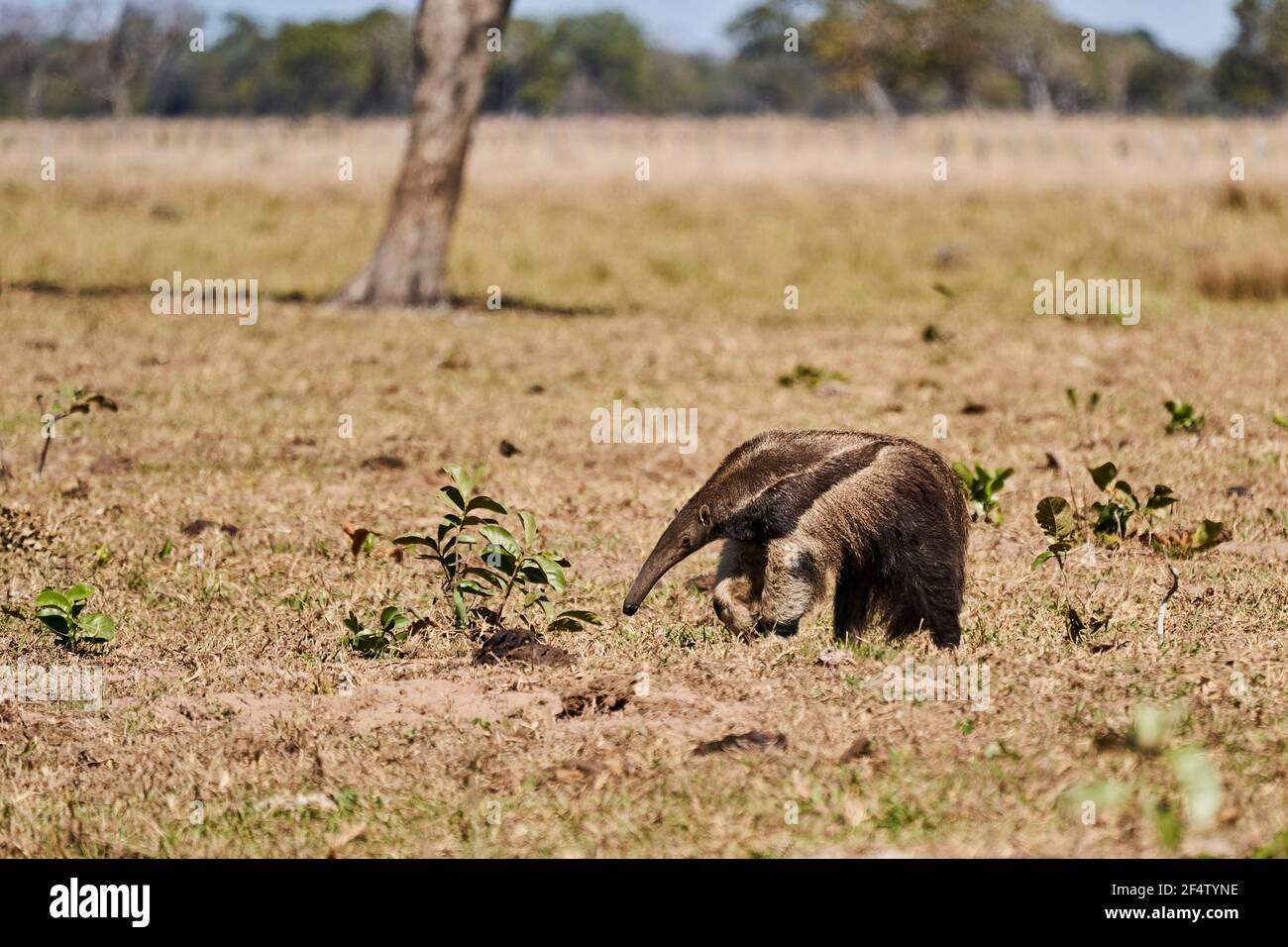 giant anteater walking over a meadow of a farm in the southern Pantanal. Myrmecophaga tridactyla, also ant bear, is an insectivorous mammal native to Stock Photo