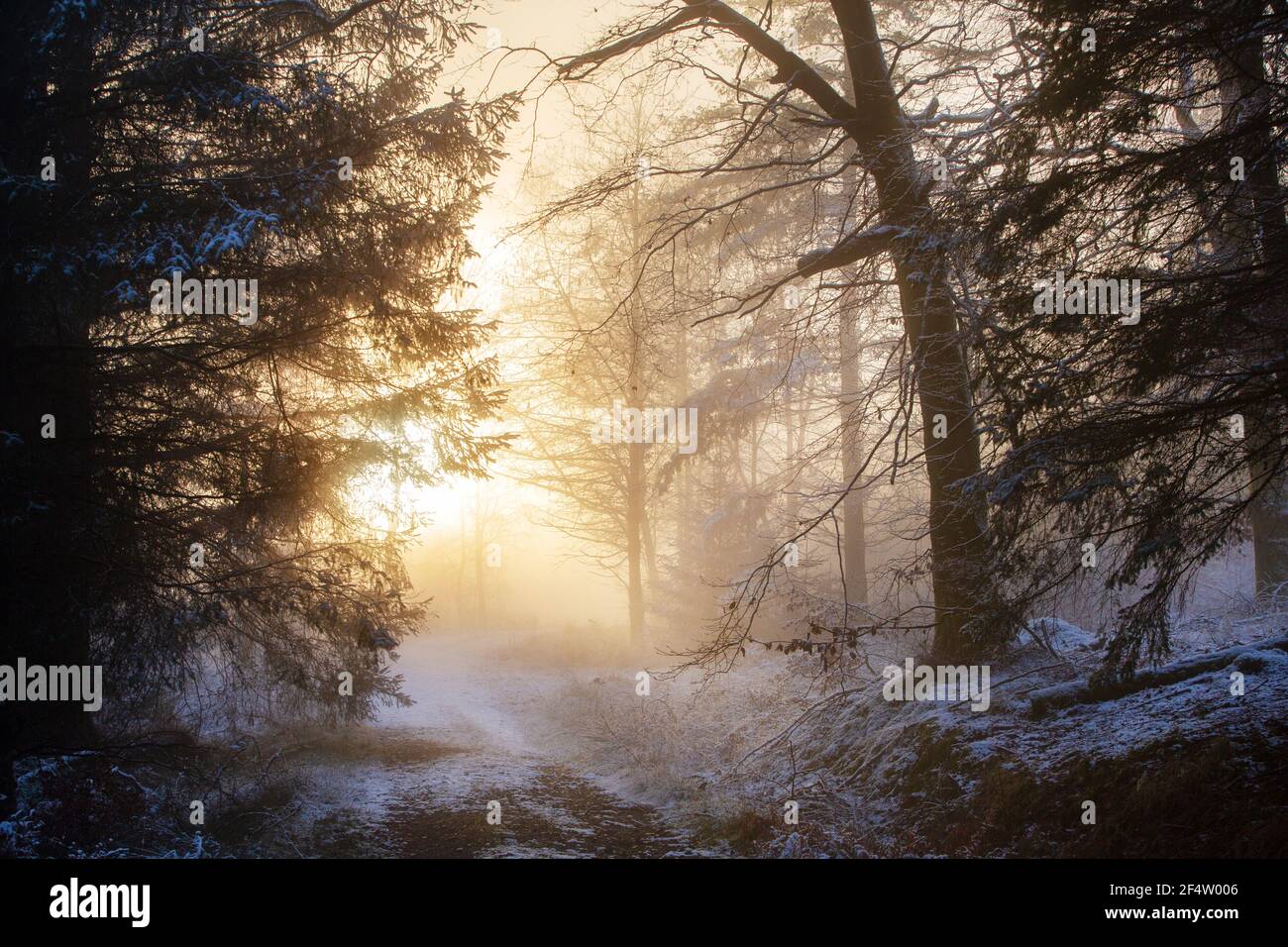 Misty conditions in woodland near Hawkshead, Lake District, UK Stock ...