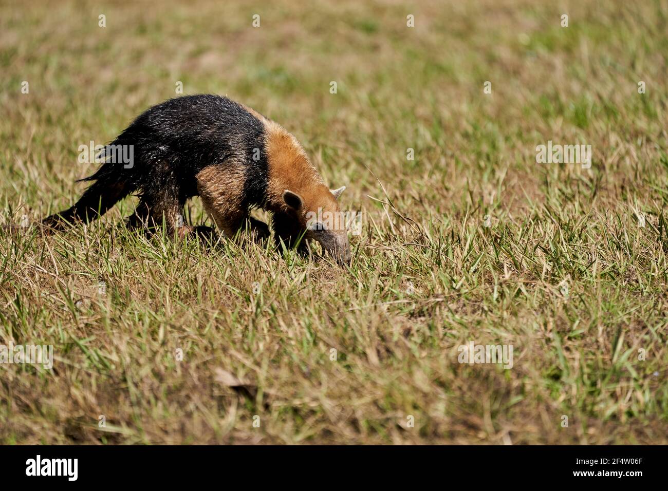 southern tamandua, Tamandua tetradactyla, also collared anteater or lesser anteater, is a species of anteater from South America, foraging on a meadow Stock Photo