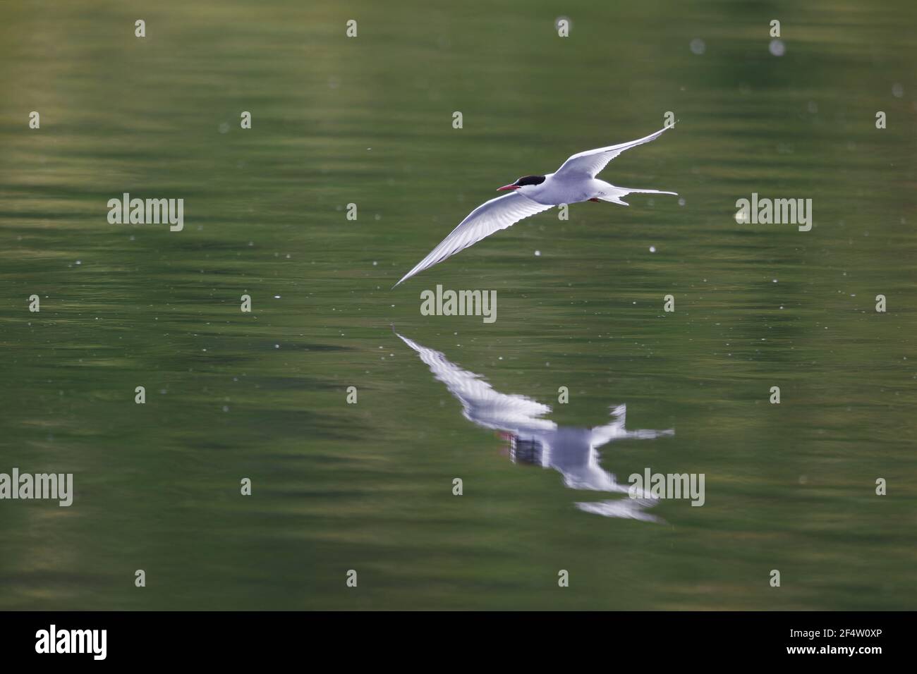 Arctic Tern picking up insects from surface of riverSterna paradisaea