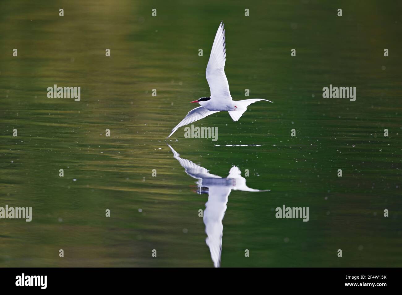 Arctic Tern - picking up insects from surface of riverSterna paradisaea Iceland BI026588 Stock Photo