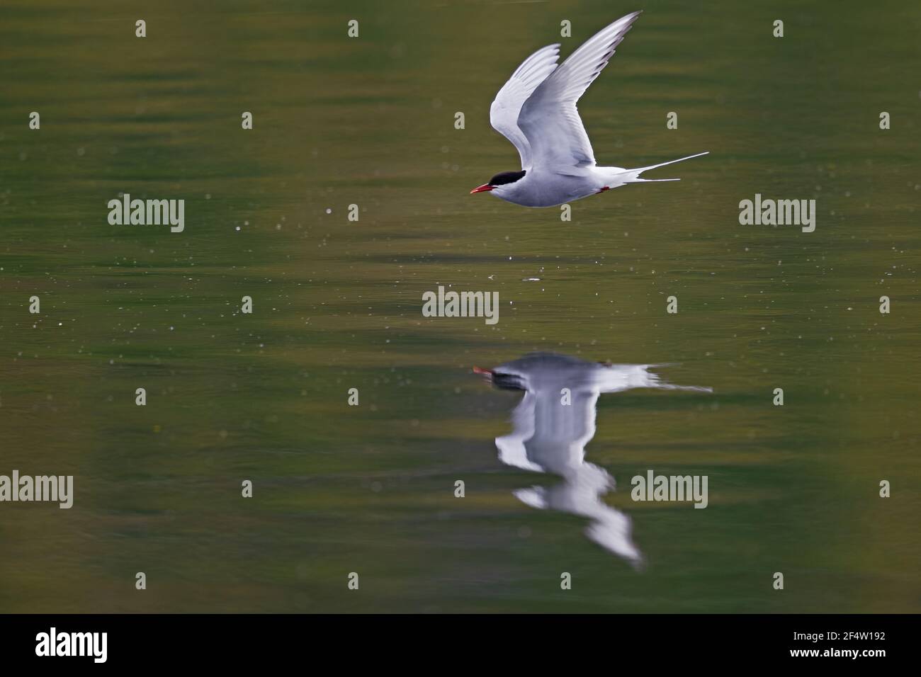 Arctic Tern - picking up insects from surface of riverSterna paradisaea Iceland BI026593 Stock Photo