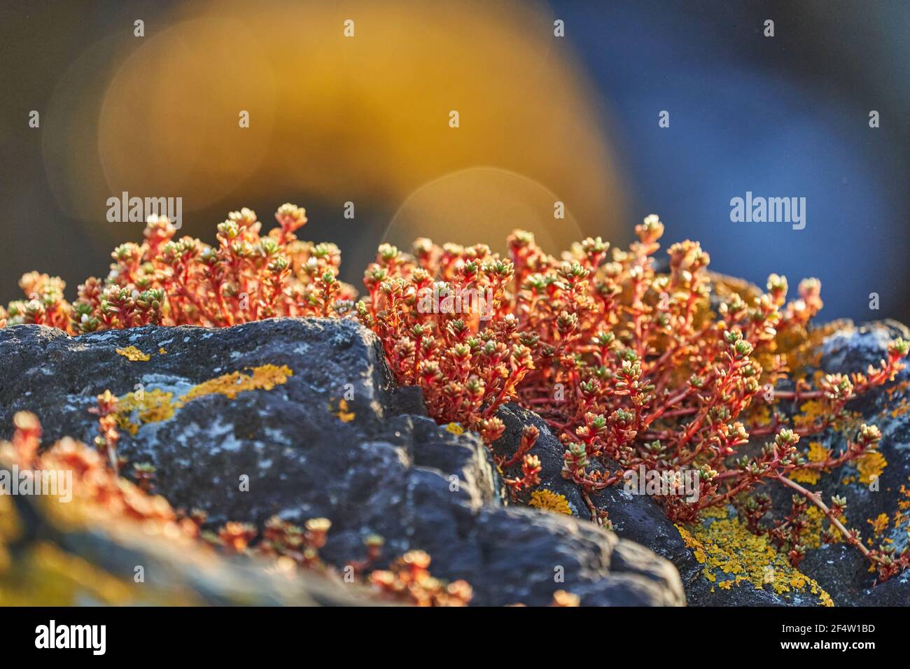 Plant growing from a rock hi-res stock photography and images - Alamy