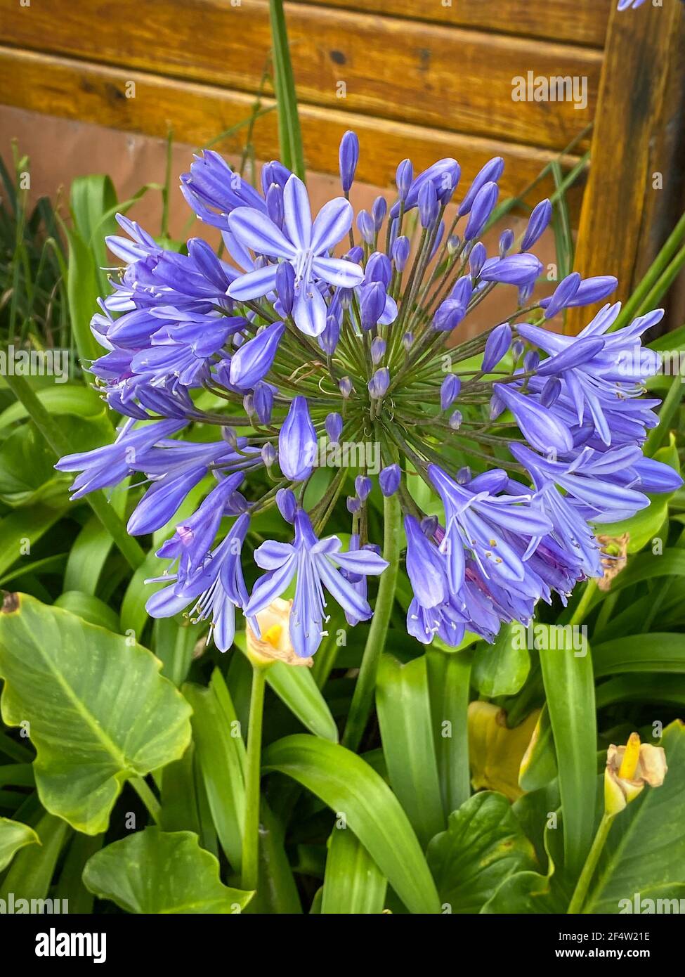 Beautiful blue agapanthus flower in South Africa Stock Photo