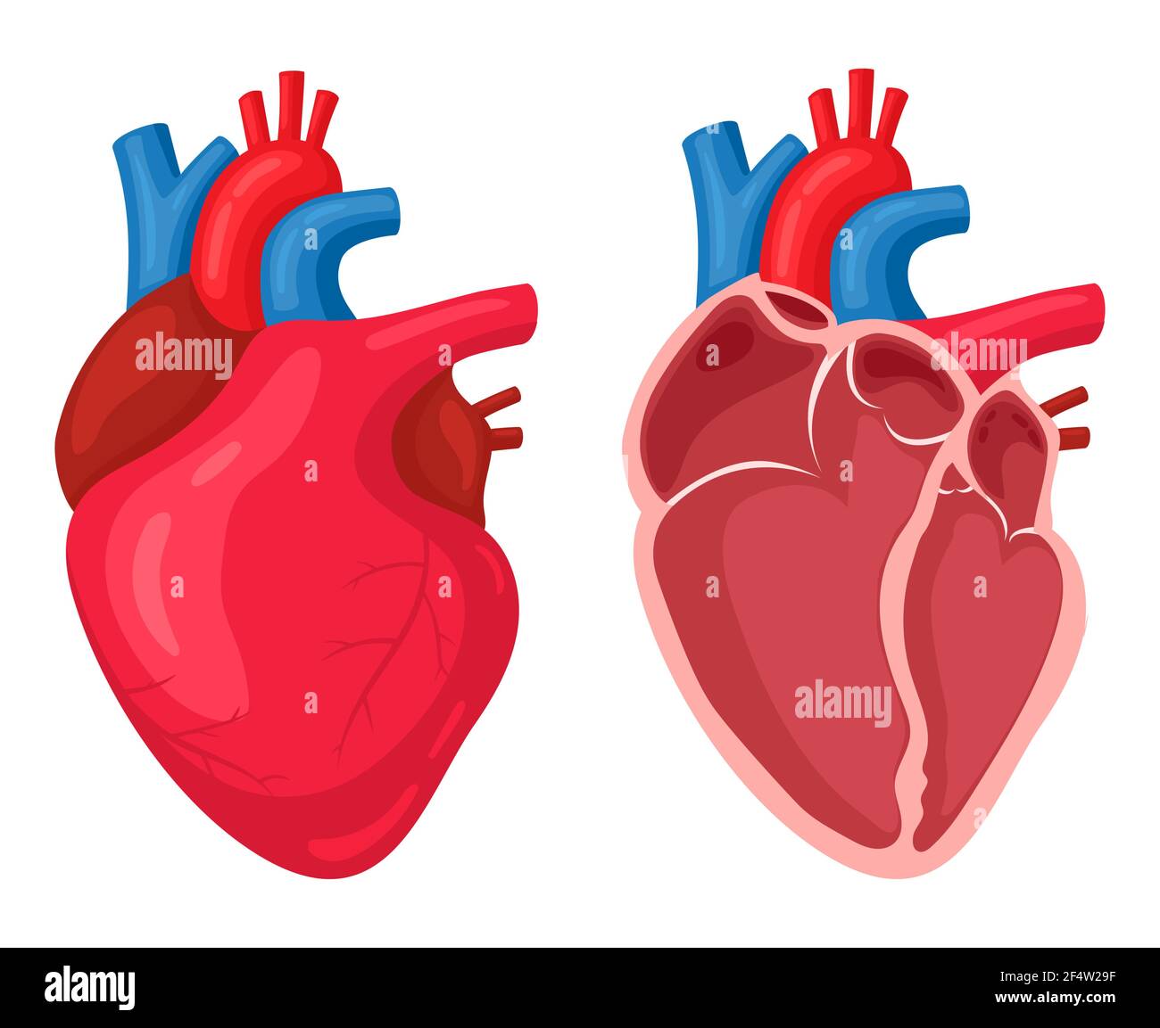Human heart. Anatomical muscular human pumps blood organ, cutaway