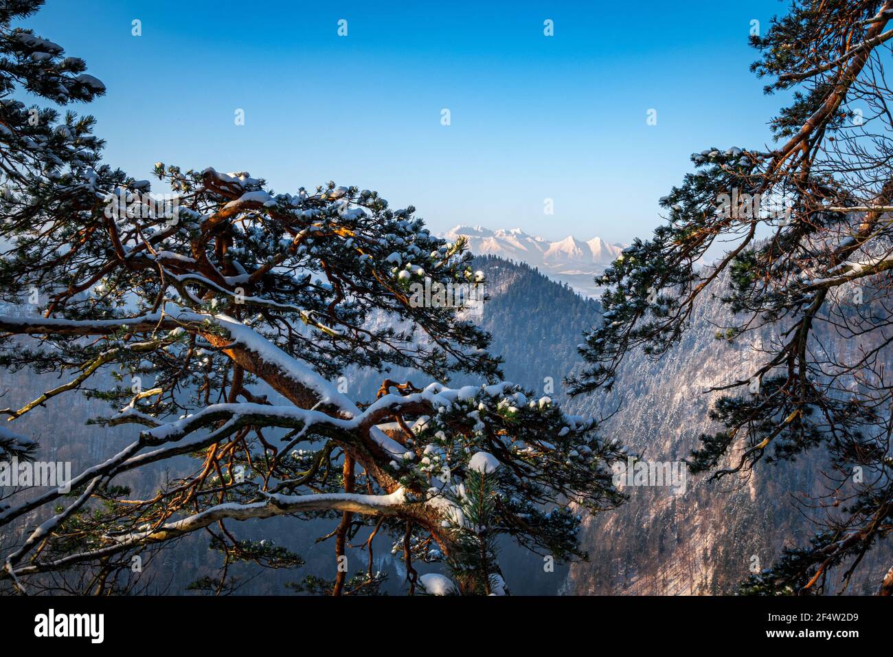 Pine trees frame hi-res stock photography and images - Alamy
