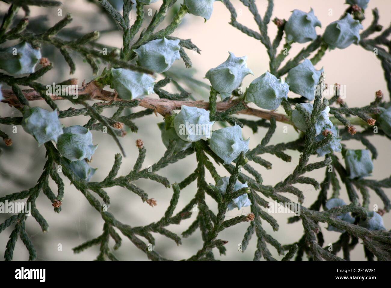 Oriental thuja (Platycladus orientalis) with immature seed cones : (pix SShukla) Stock Photo