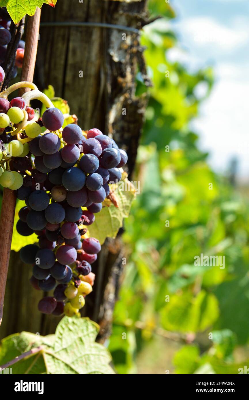 A bunch of grapes ready for harvest for making wine in a vineyard Stock