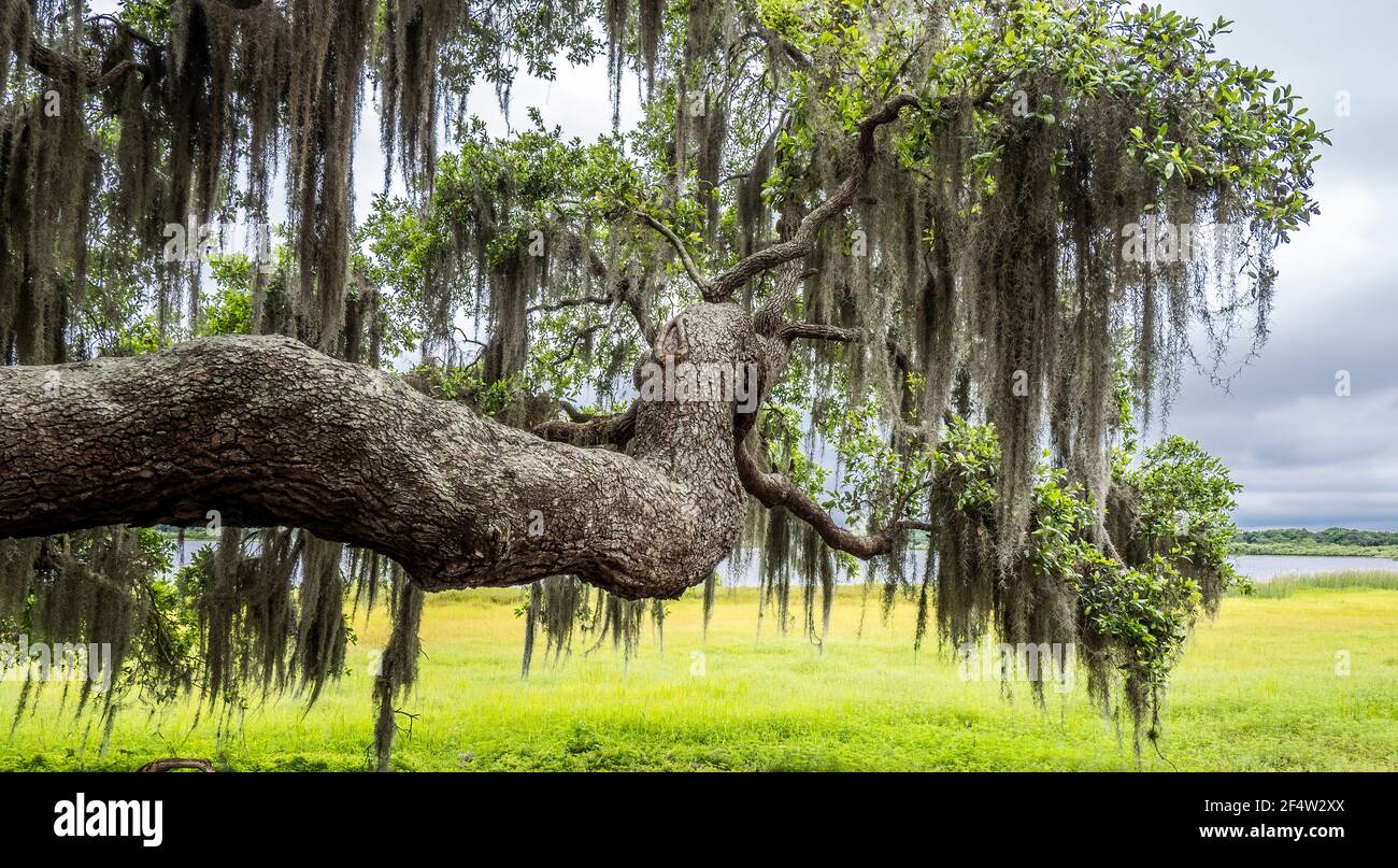 Live Oak tree branch with Spanish Moss with yellow green spring field in background at Myakka River State Park in Saraosta Florida USA Stock Photo