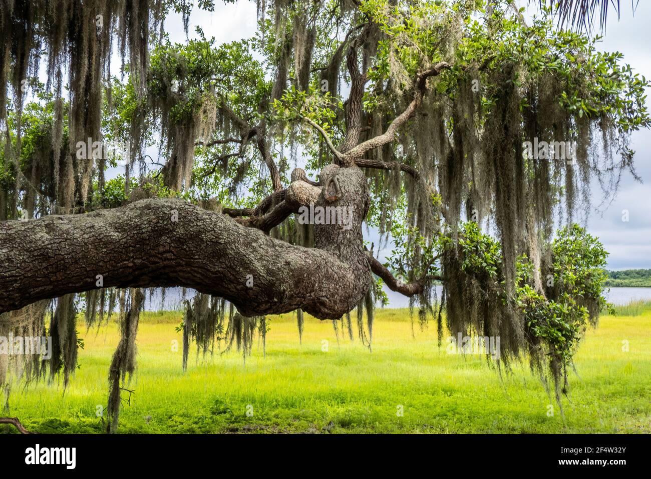 Live Oak tree branch with Spanish Moss with yellow green spring field in background at Myakka River State Park in Saraosta Florida USA Stock Photo