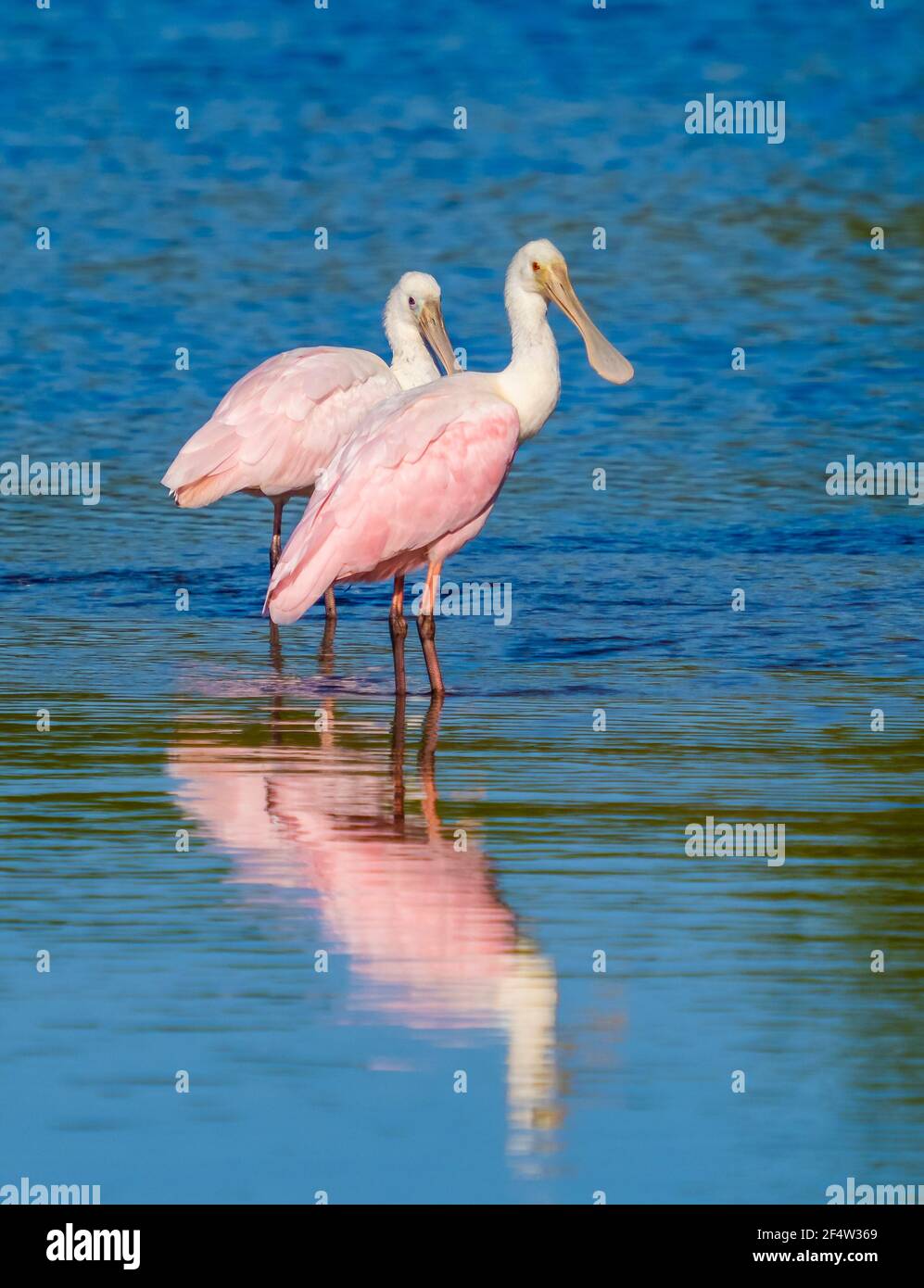 Spoonbill pair hi-res stock photography and images - Alamy