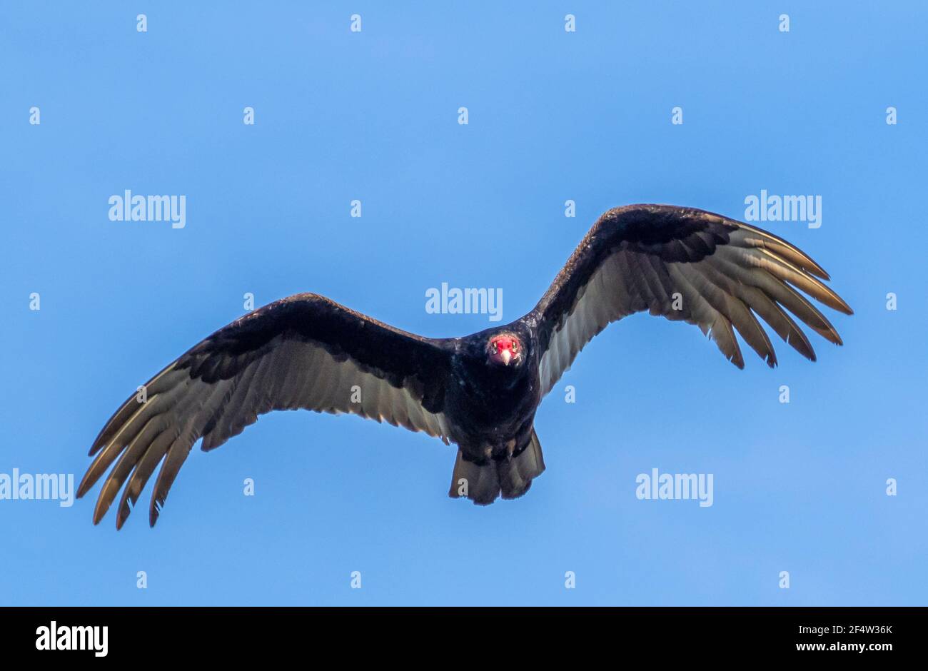 Turkey Vulture flying overhead in blue sky Stock Photo Alamy