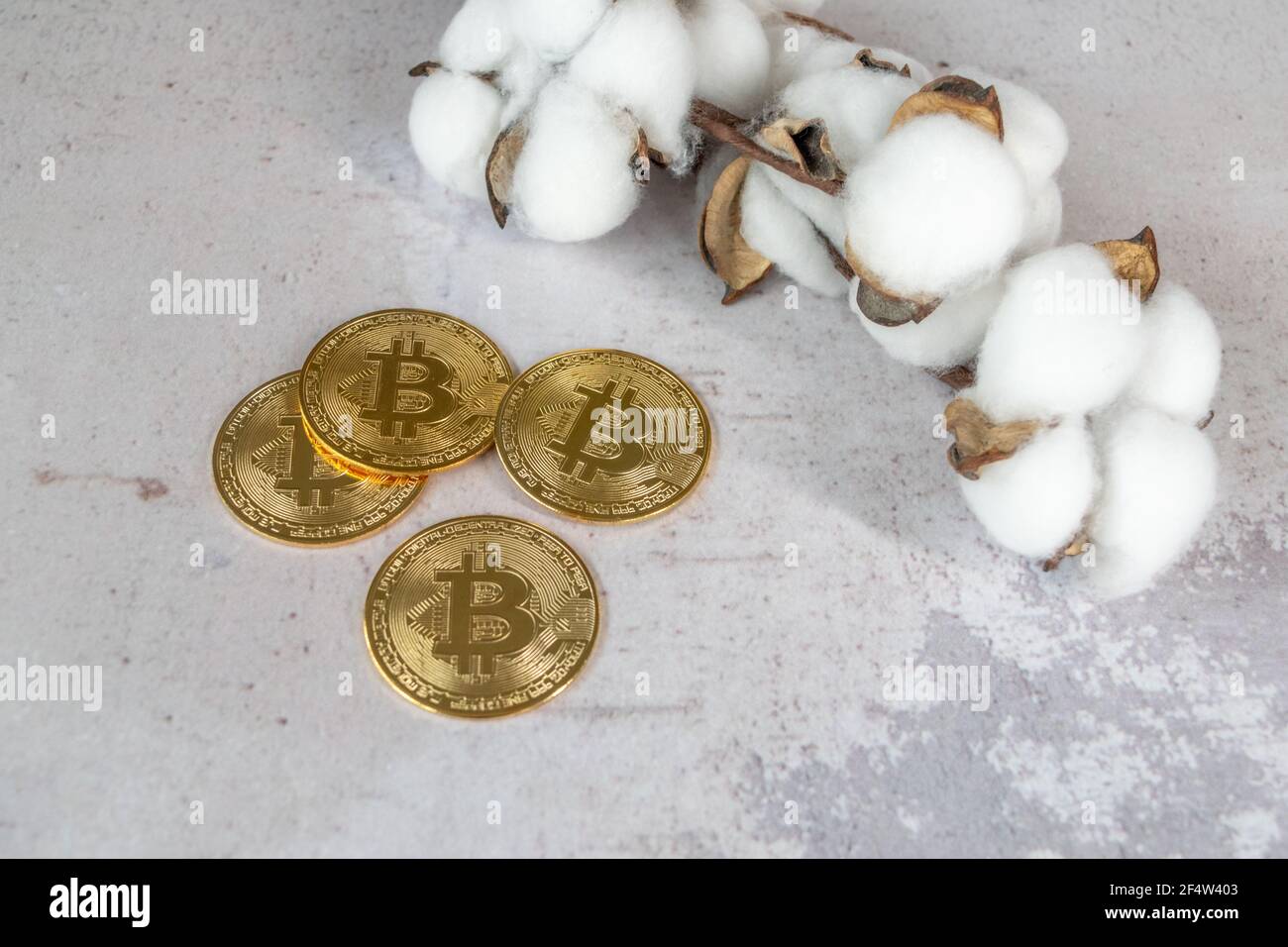 Close-up of bitcoin next to a cotton plant, with the price of the cryptocurrency rising against the commodity. Stock Photo