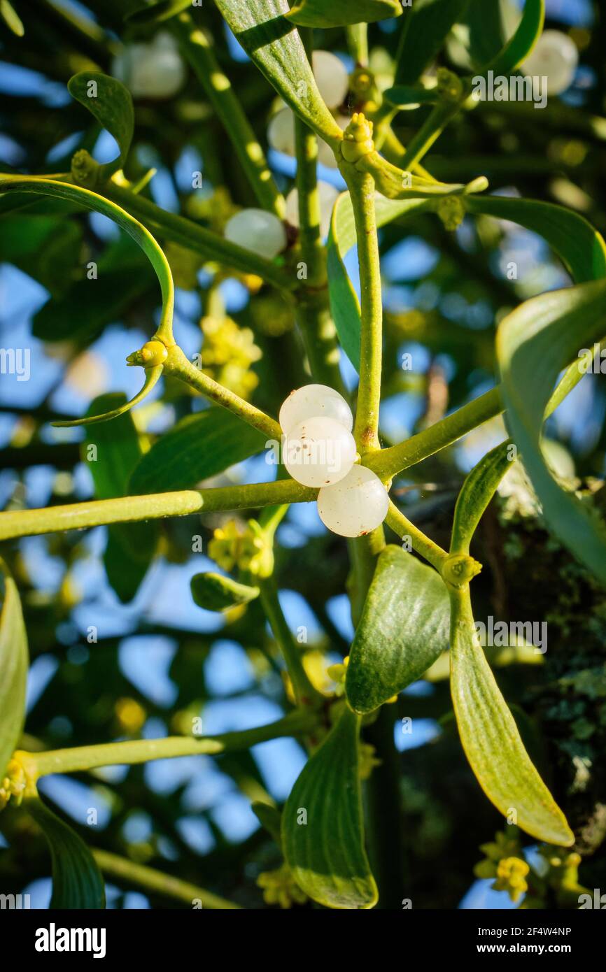 White berries on the mistletoe at the Shropshire Hills Discovery Centre, Craven Arms, Shropshire Stock Photo
