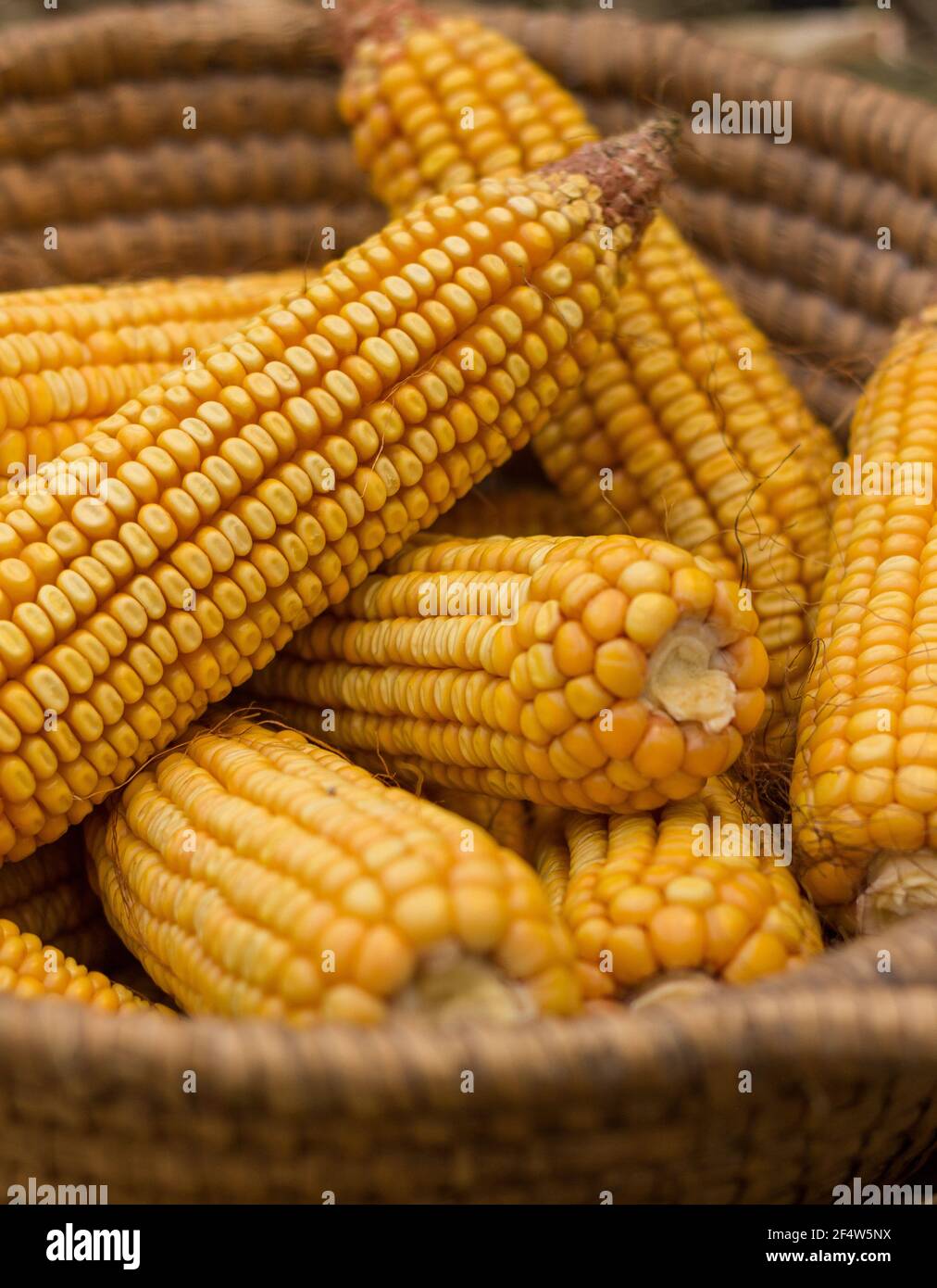 Basket of corns Stock Photo - Alamy