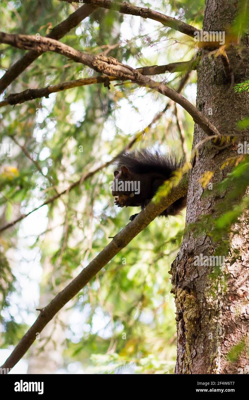 Vertical shot of a squirrel on a tree Stock Photo