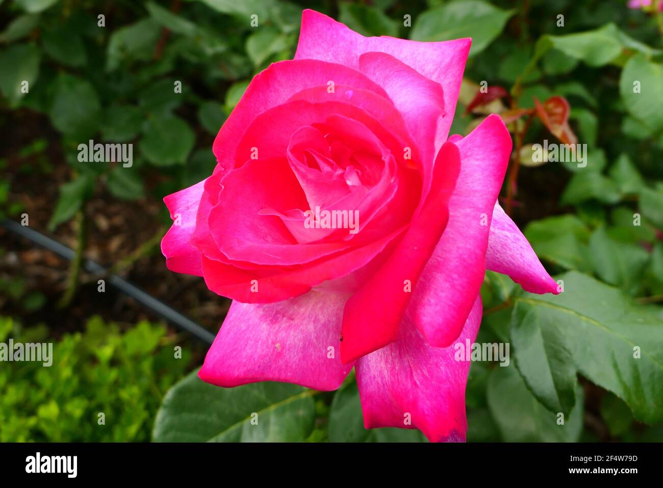 Pink rose with green leaves hi-res stock photography and images - Alamy