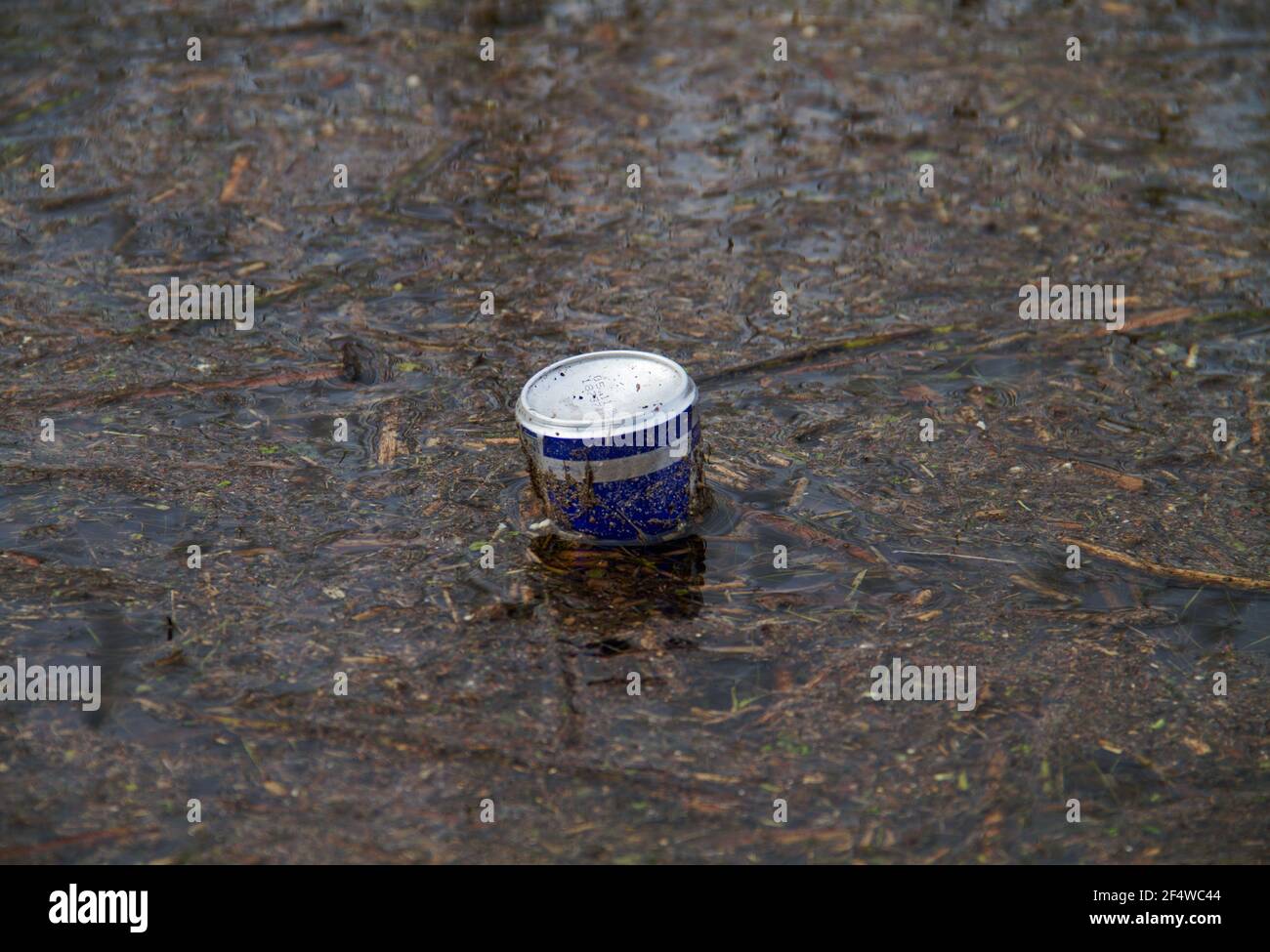 Carelessly discarded soda can floating in the water between plant debris Stock Photo