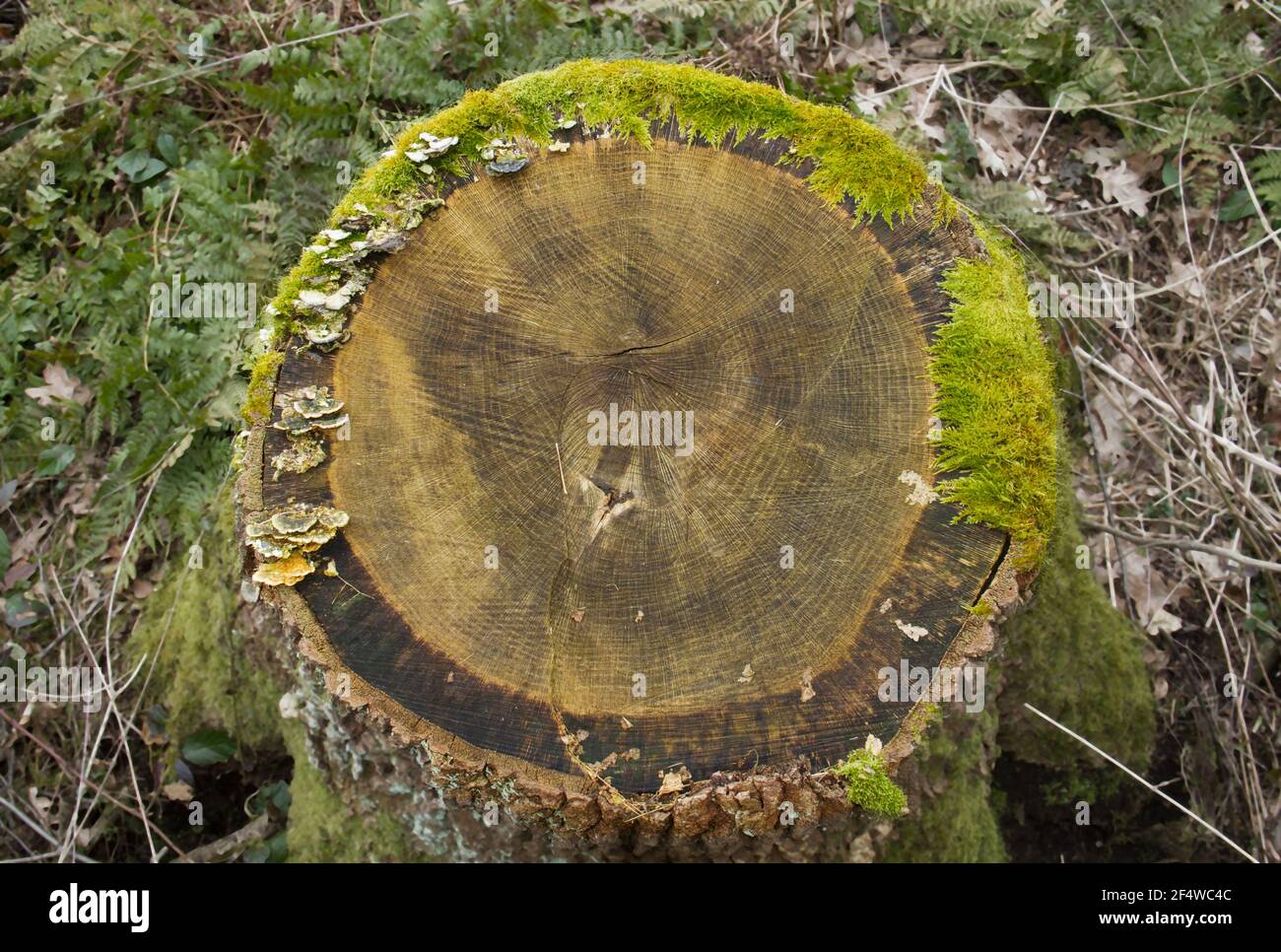 Annual rings in the trunk of a rotting Oak tree, the edges covered with moss and mushrooms Stock Photo