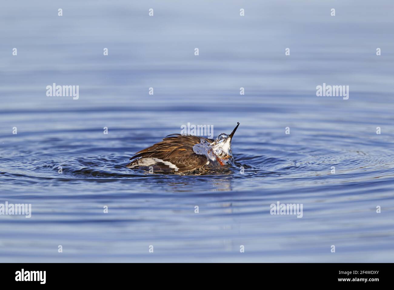 Red-necked Phalarope - washingPhalaropus lobatus Lake Myvatyn, Iceland BI026774 Stock Photo