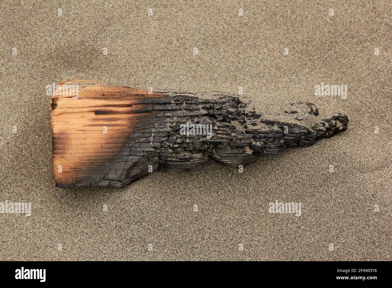Ash wood grain hires stock photography and images Alamy