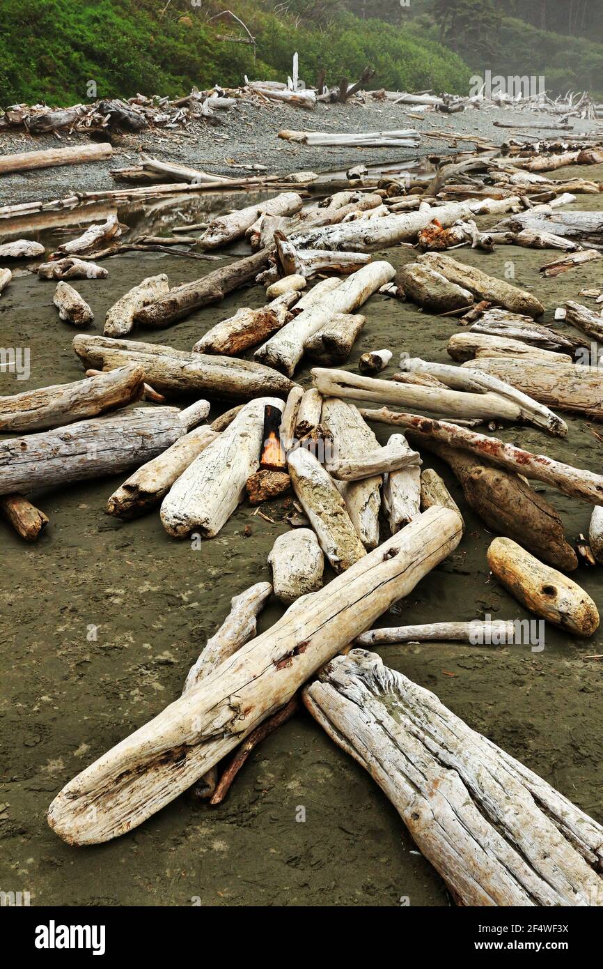 Scattered driftwood on Ruby Beach in Washington. Stock Photo