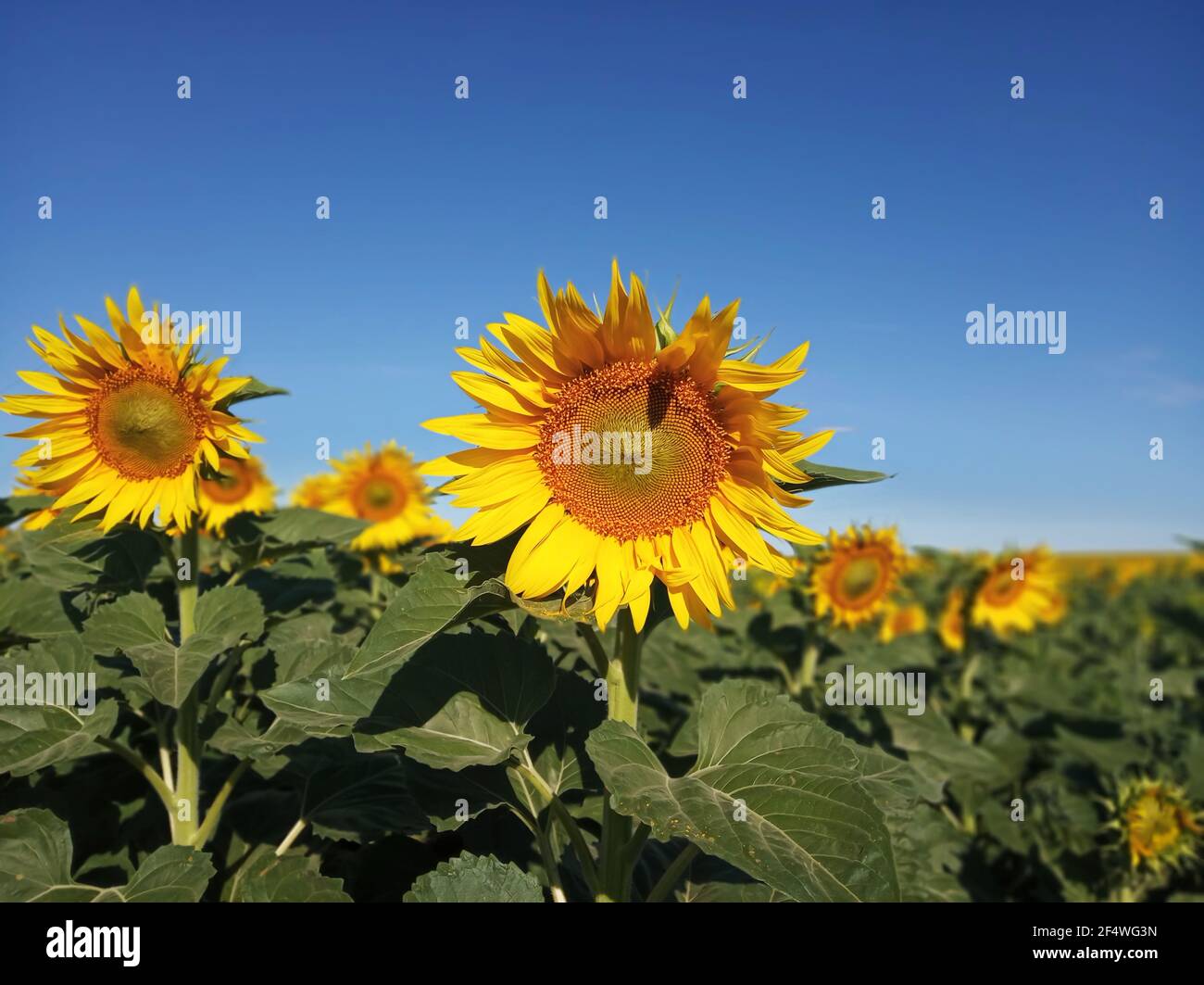 Beautiful sunflower field landscape background in summer Stock Photo