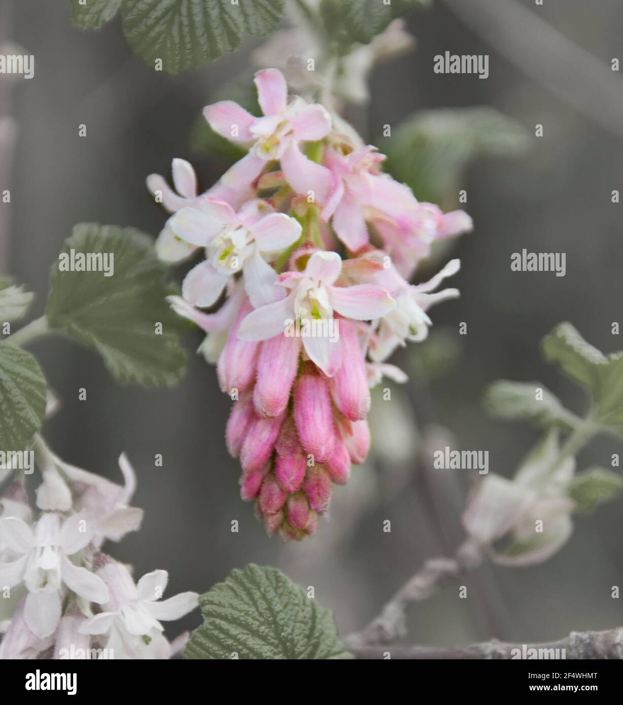 A  Ribes sanguineum in bloom. Close up of one single flower Stock Photo