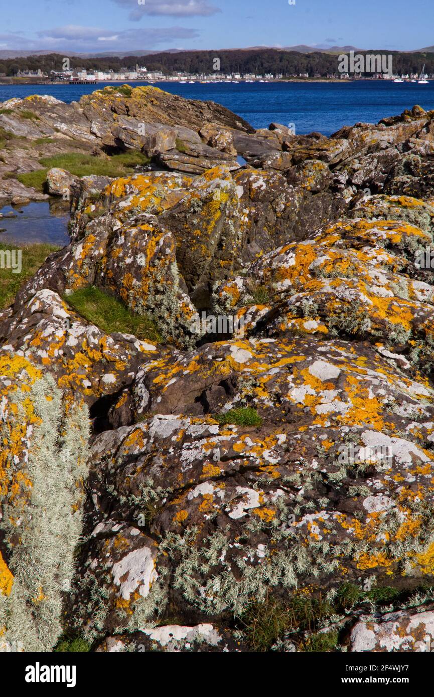 Colourful lichen covered intertidal rocks at Millport, Isle of Cumbrae, Scotland Stock Photo