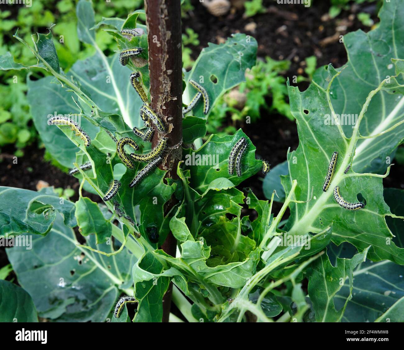 Large Cabbage White butterfly caterpillars eating leaves and heart of brassica plant. Stock Photo