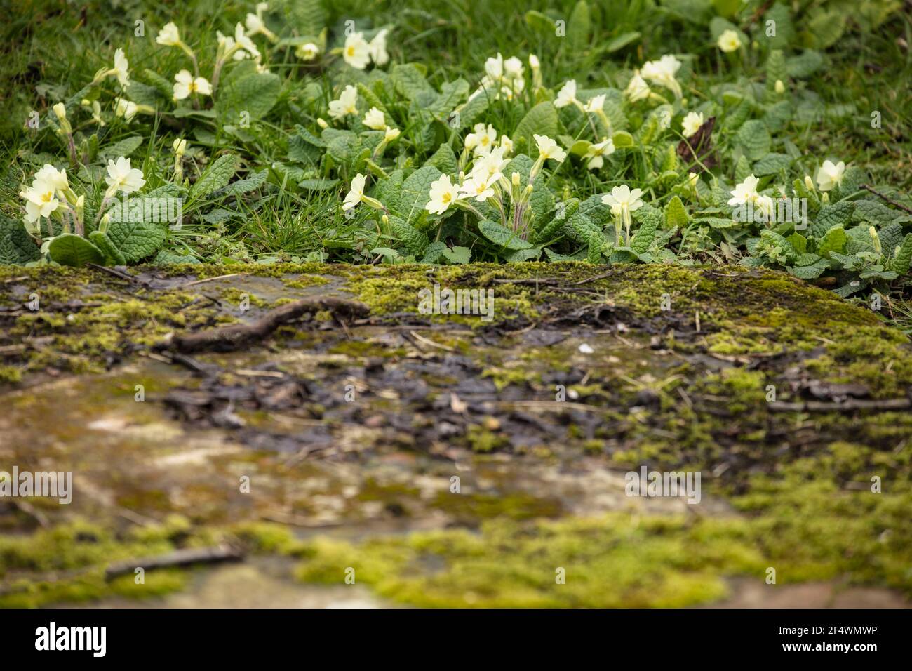 Delightful primroses flowering naturally in early spring Stock Photo