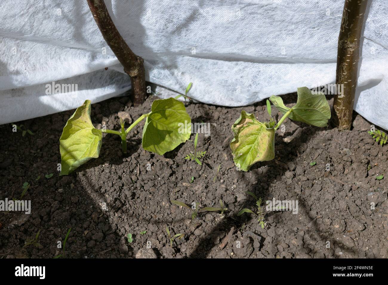 Frosted French Bean seedlings. Not enough fleece protection to stop frost from above damaging the leaves., Phaseolus vulgaris, Haricot bean Stock Photo