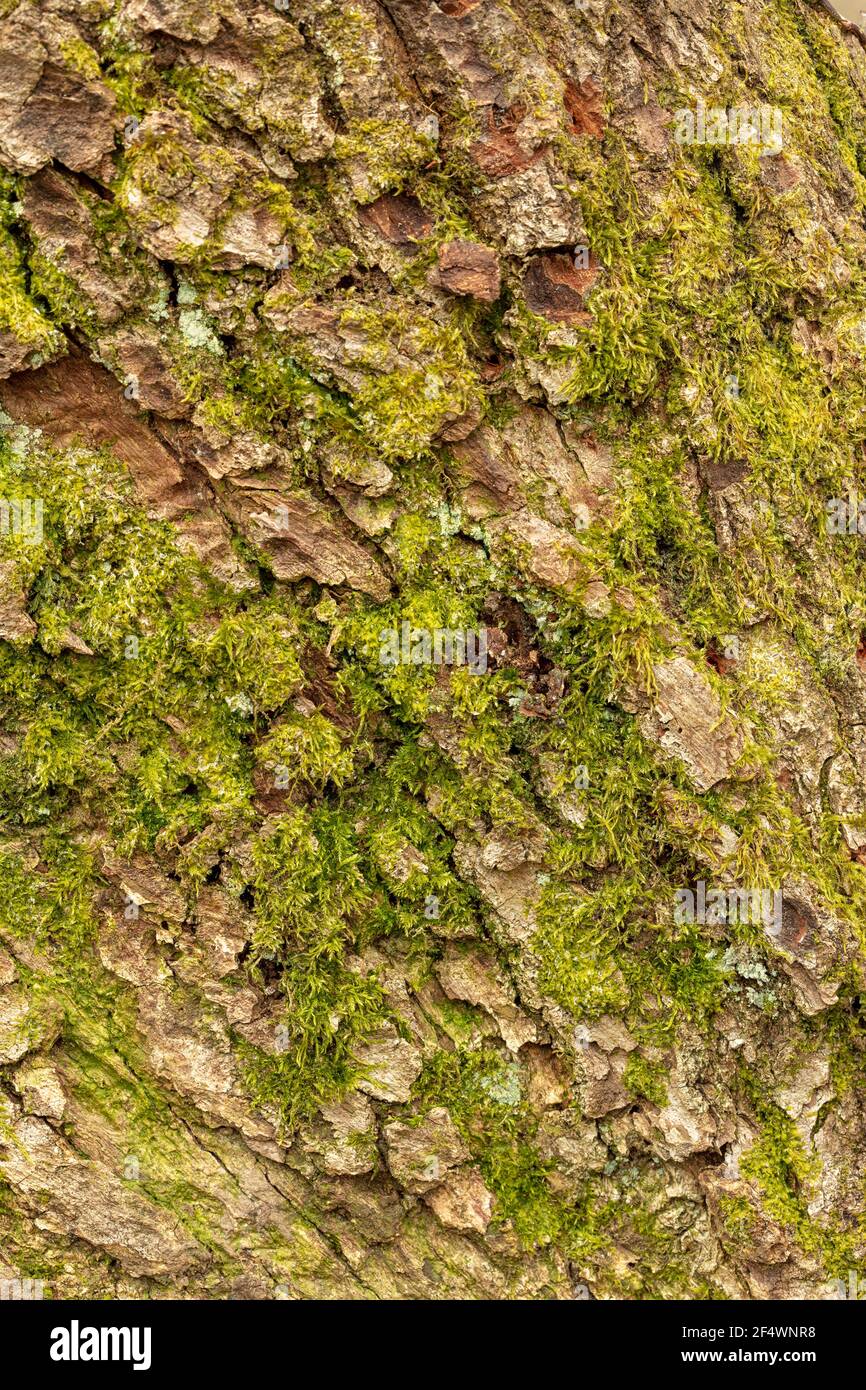 Very close-up and interesting natural patterns and textures on the ...