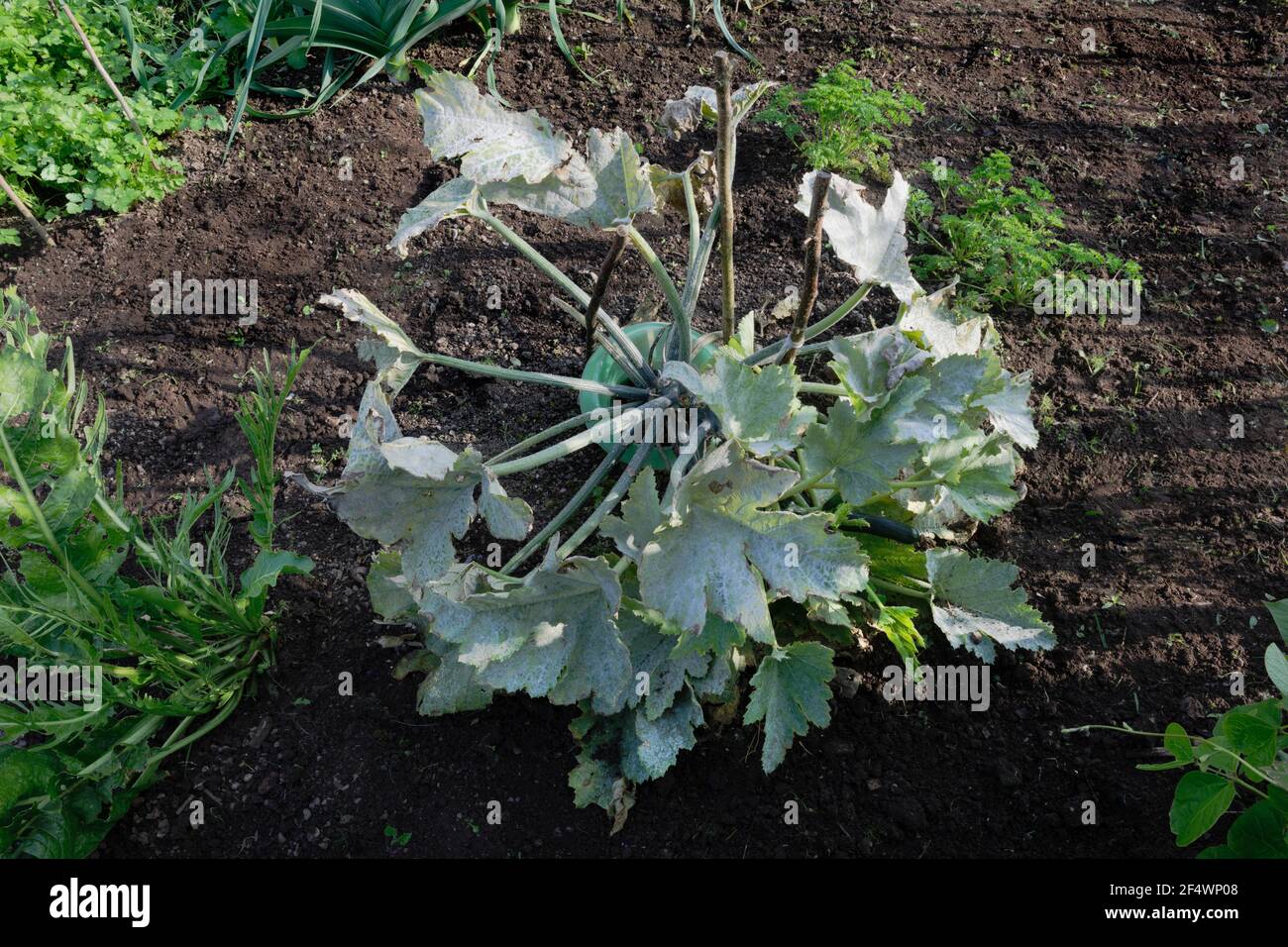 Courgette (zucchini) plant in vegetable garden, leaves and stems covered with white powdery mildew. Stock Photo