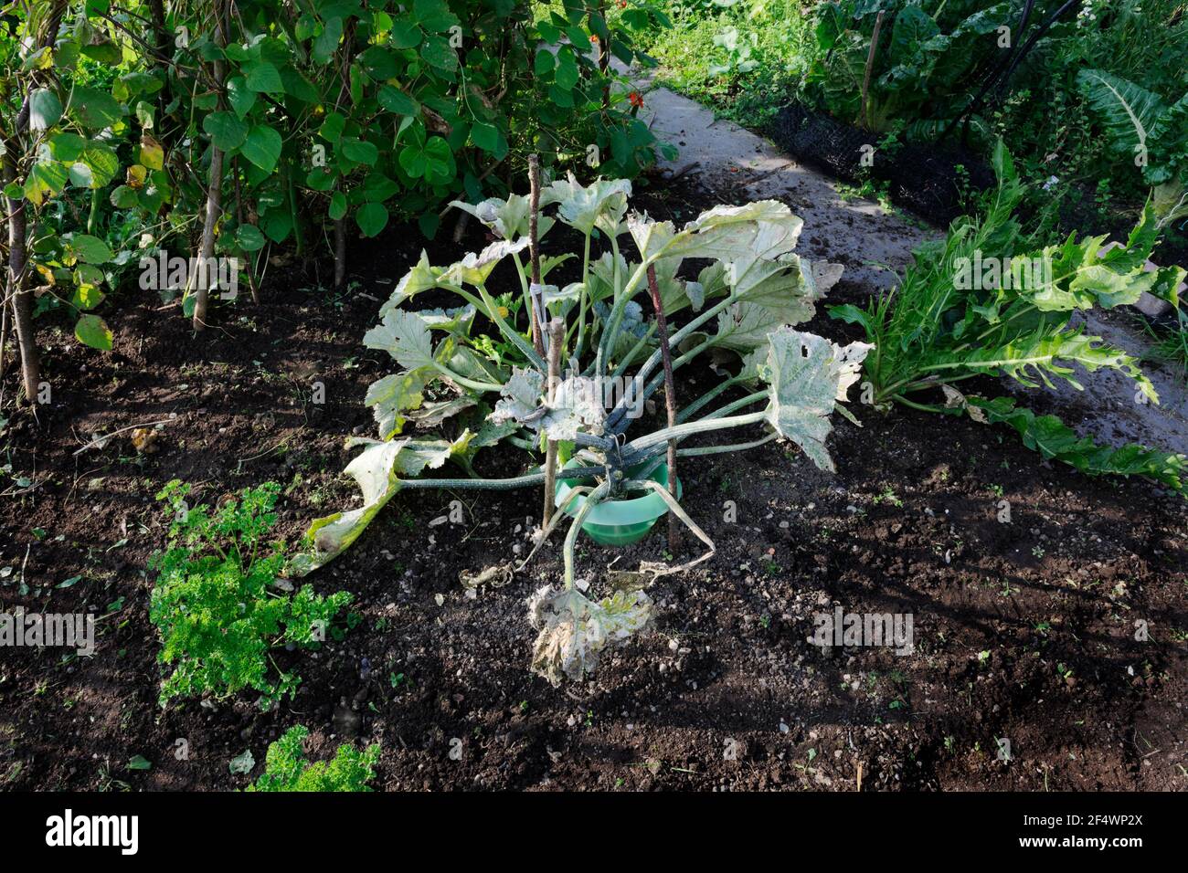 Courgette (zucchini) plant in vegetable garden, leaves and stems covered with white powdery mildew. Stock Photo