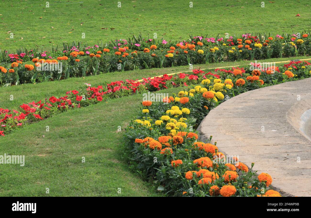 Indian Spring Season Flowers Hi res Stock Photography And Images Alamy indian-spring-season-flowers-hi-res-stock-photography-and-images-alamy
