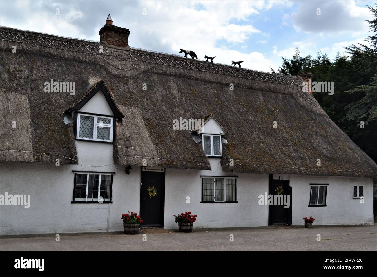 Thatched Roofed House In Essex - Fox And Cubs statues Walking Along The Roof - Some Parts Of Roof Have Been Replaced - Countryside + Village Living UK Stock Photo