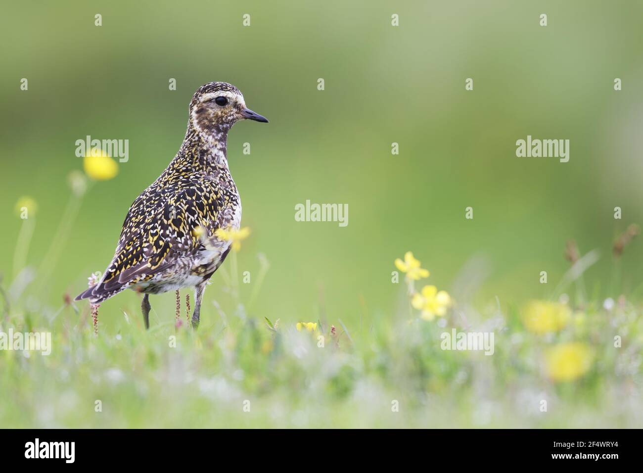 Golden Plover Breeding PlumagePluvialis Apricaria Iceland BI026866 golden-plover-breeding-plumagepluvialis-apricaria-iceland-bi026866