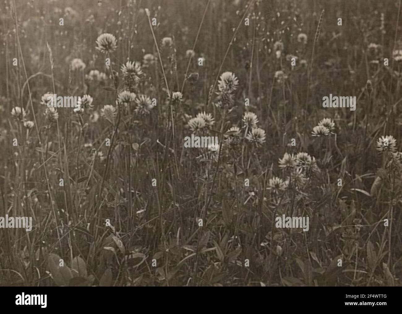 Berg-Klee (Trifolium montanum) Stock Photo