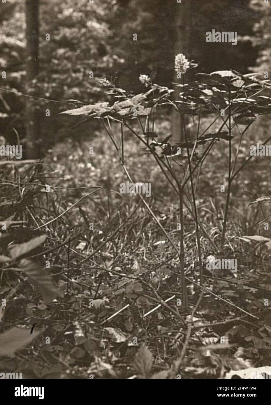 Ähriges Christophskraut (Actaea spicata L.) Stock Photo