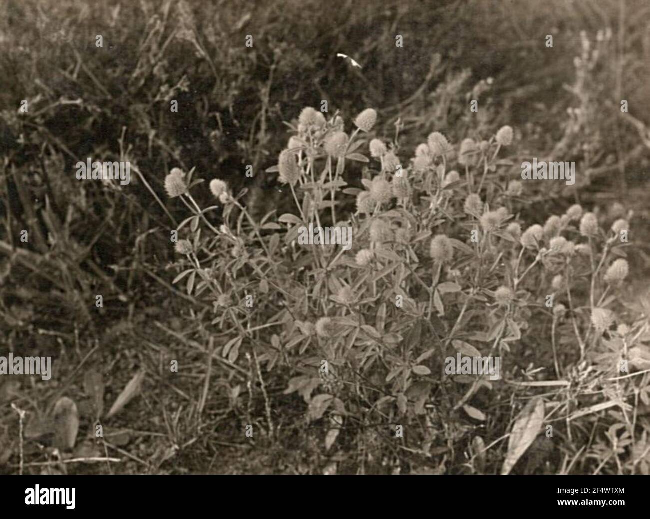 Hasen-Klee (Trifolium Arvense) Stock Photo