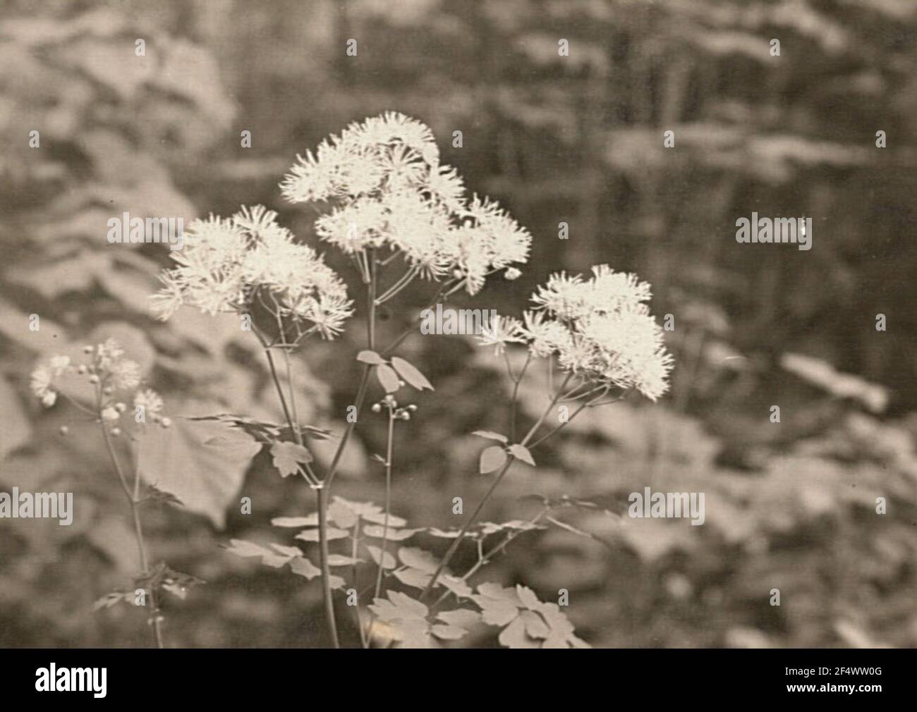 Sakelist meadow gray (thalictrum aquilegifolium), also amstelreue Stock Photo