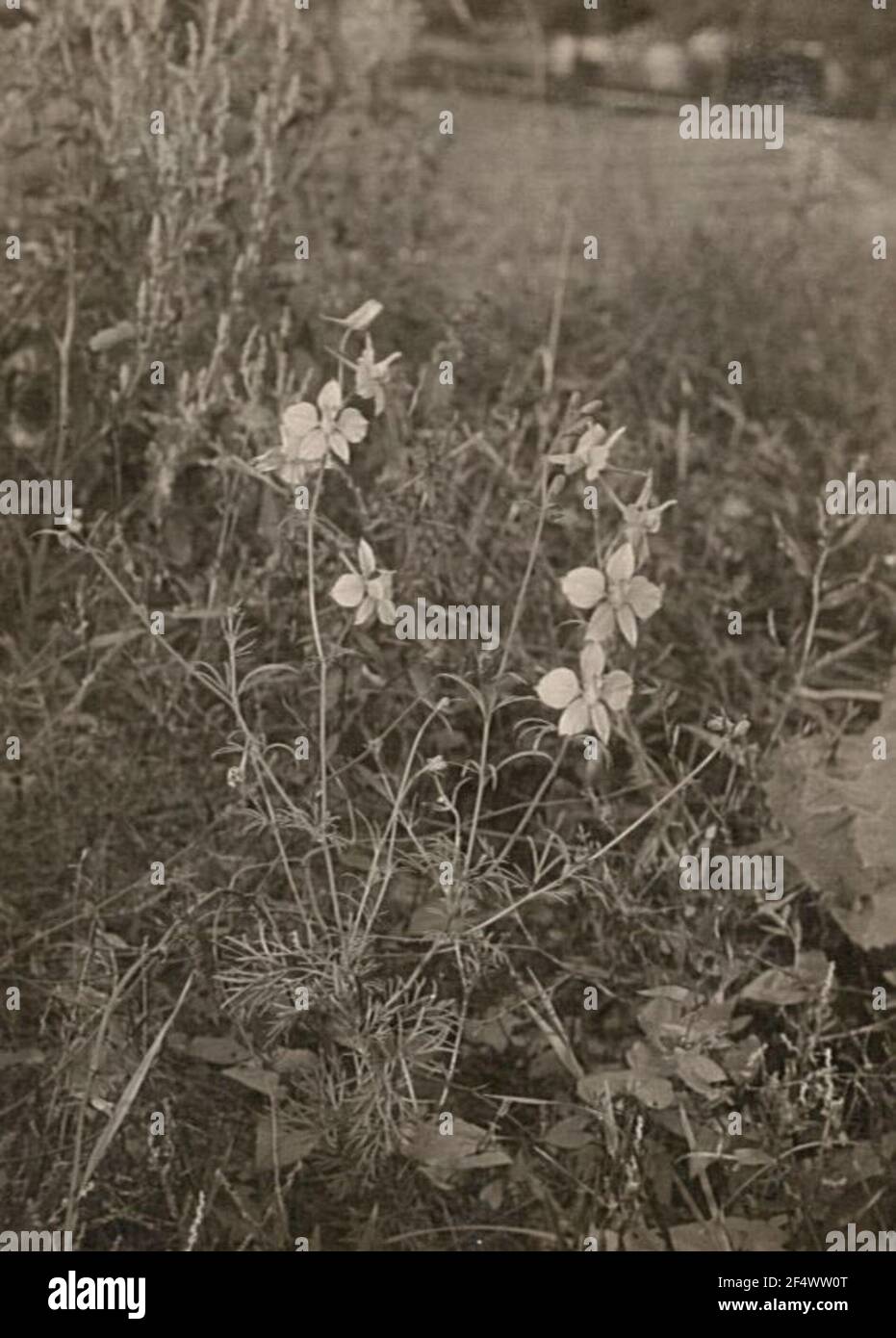 Ordinary field thritter spur (consolida regalis, syn.: Delphinium consolida) Stock Photo