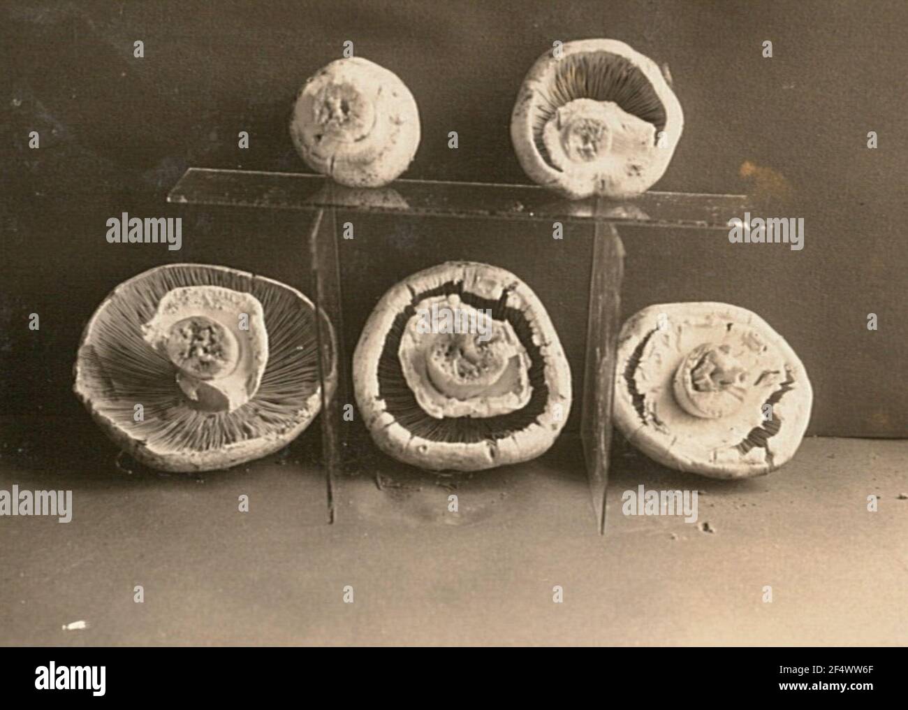 White Anis Champignon (Agaricus Arvensis, Syn. Psaliota Arvensis).  Development of the ring on the stem Stock Photo - Alamy